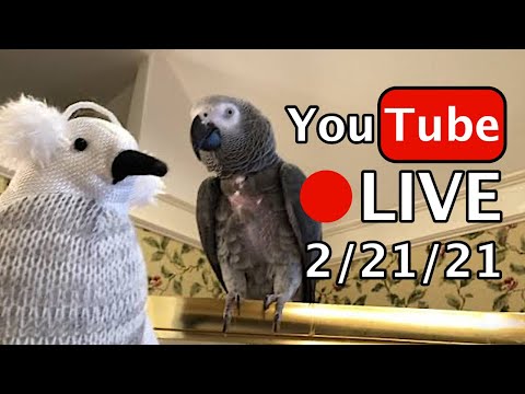 🔴🐦Einstein Parrot LIVE! 2/21/21  No More sNOw!