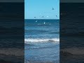 Seagull Feeding Frenzy Whitby Seagull Whitby Sea Birds Coast Northyorkshire