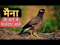 22 Interesting Facts About Myna Interesting Facts About Myna In Hindi