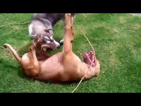 Perrita loca sin una mano jugando