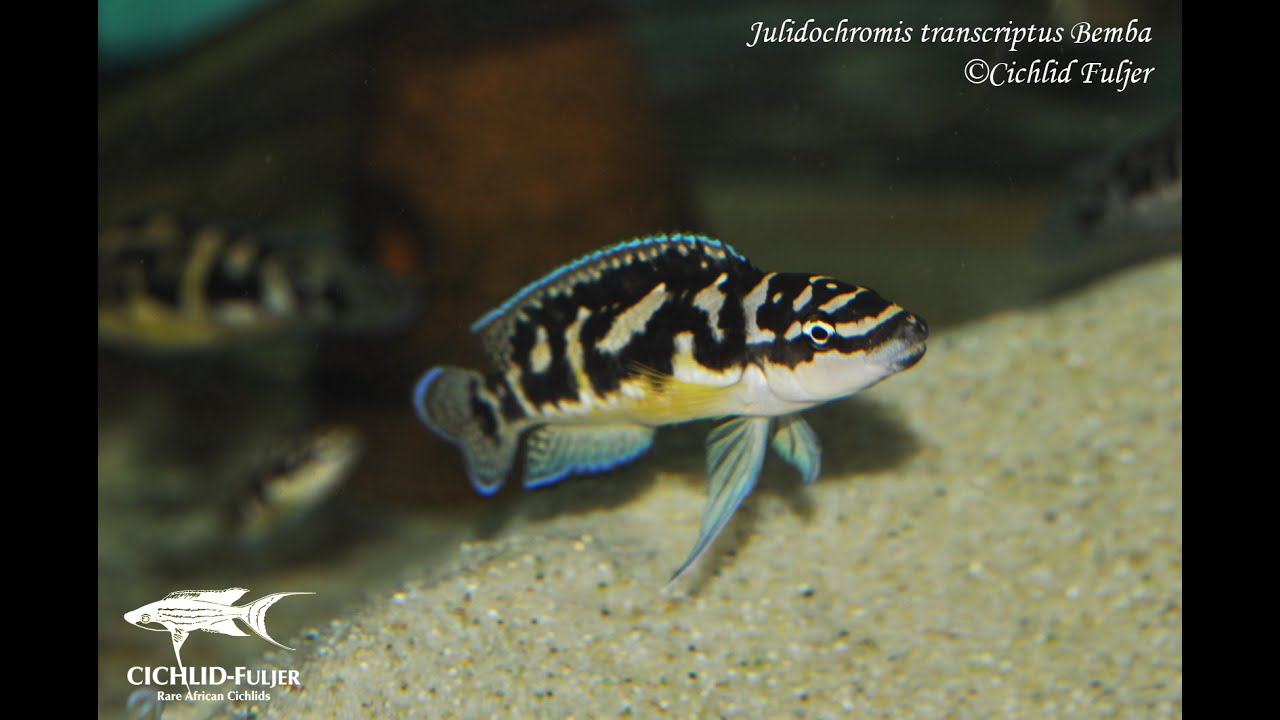 Julidochromis transcriptus Bemba