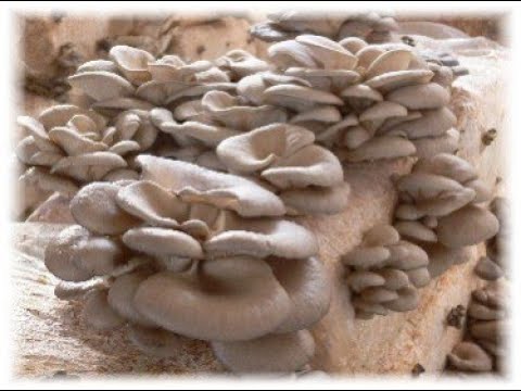 Young Policja - Grzybnia Boczniaka frestyl ( prod. mathiastyner )