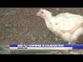 Bird flu confirmed in Colorado man