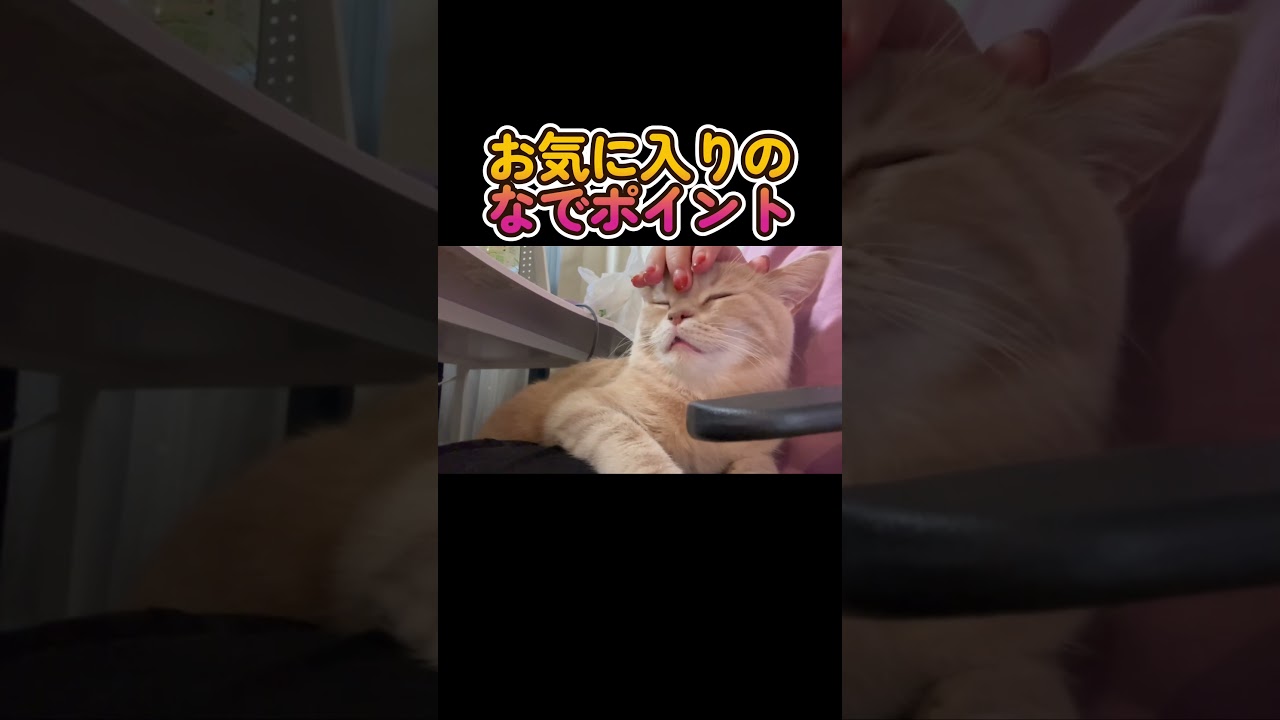 お気に入りのなでポイント #ブリティッシュショートヘア #猫