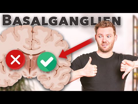 Bewegung im Gehirn: Basalganglien einfach gemacht