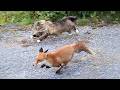 Hilarious Cats Encounter Wild Animals For The First Time
