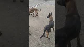 Belgian Shepherd Dog (Malinois) Puppies Videos