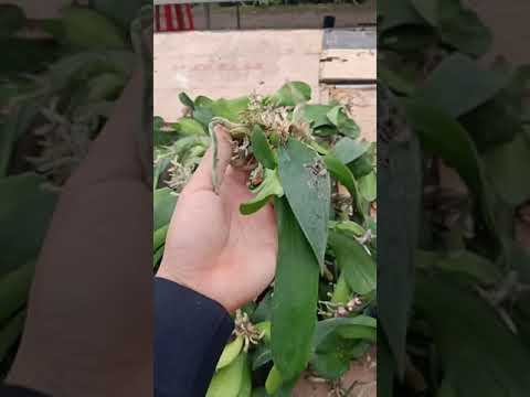 Sản phẩm hoa lan mới ngày 3.04.2020 lh đặt hàng 0974702106  0965919507