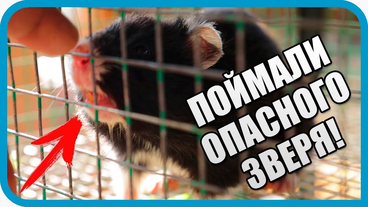 Поймали дикого зверя! Приехали зоологи из Москвы смотреть на это чудо