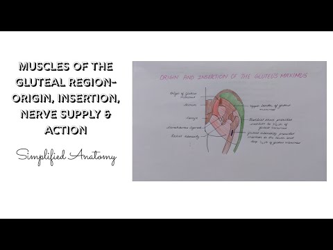 MUSCLES OF THE GLUTEAL REGION- ORIGIN, INSERTION, NERVE SUPPLY & ACTION | ANATOMY | SIMPLIFIED ✔