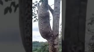 Download lagu Ular makan sapi #ularmakanorang #ularraksasa mp3 Download lagu Ular makan sapi #ularmakanorang #ularraksasa mp3