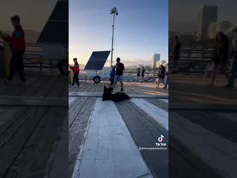 He Tried To Steal My Dogs In Broad Day Light 😱