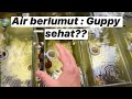 Kondisi Air Terbaik Untuk Ikan Guppy