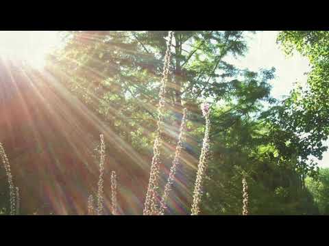 Folaghe (F. De André & M. Bubola) – Cover by Les Arbonautes