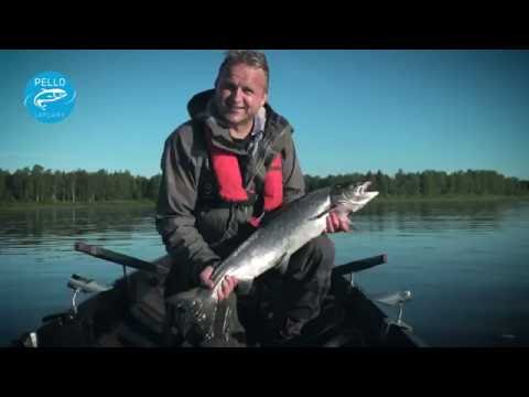 Salmon Fishing in Tornio River in Pello - Lapland Finland - Tornionjoki River Torne Älv fly fishing
