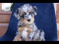 Mini Bernedoodle dogs for sale: Franklin  - Video 1