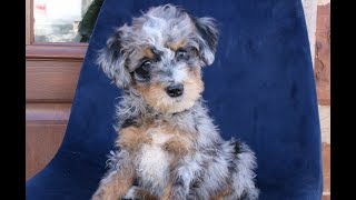 Video preview image #1 Bernedoodle (Miniature) Puppy For Sale in NARVON, PA, USA
