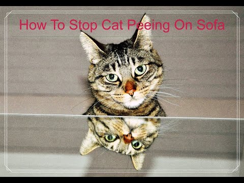 How To Stop Cat Peeing On Sofa