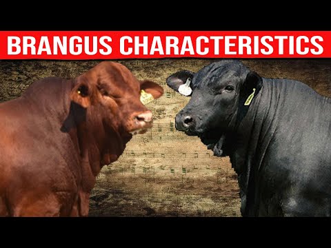 ⭕ BRANGUS Characteristics ✅ Biggest Bulls And Cow