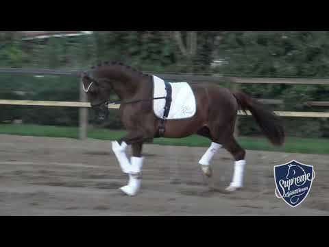 'Let's Dance' 2018 Colt by Le Vivaldi