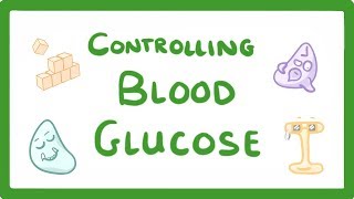 GCSE Biology - Control of Blood Glucose Concentration  #56