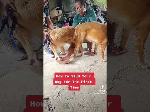 , title : 'How to stud your dogs for the first time. #breeder #breeding #goldenretriever  #shorts #shortsvideo'