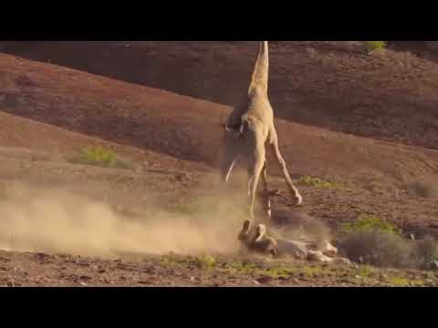 Five lions fails to hunt a single giraffe