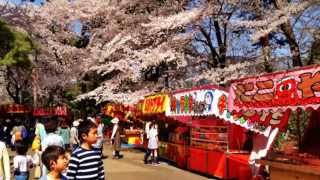 preview picture of video '【花見】大宮公園の花見 2015  Hanami of Omiya Park'