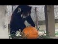 Red Panda Attempts To Break Pumpkin