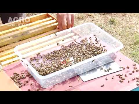 Agricultura Performantă în Moldova - Lecția nr.1, Apicultura