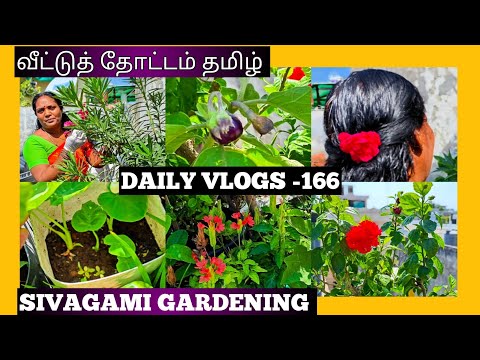 DAILY VLOGS -166| வீட்டுத் தோட்டம் குறிப்புகள் | TERRACE GARDENING| SIVAGAMI GARDENING 