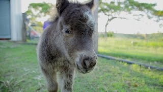 Charlie - Miniature Horse With Attitude