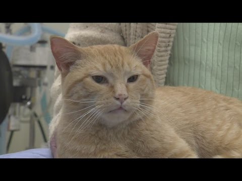 Abused cat saved by Kenosha pet rehab group on the road to recovery