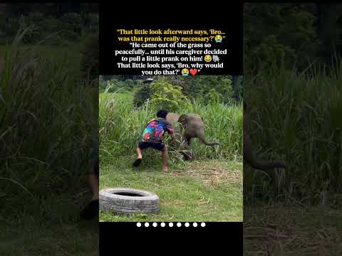 “He came out of the grass peacefully… but his caregiver had a little prank waiting! 😂🐘”