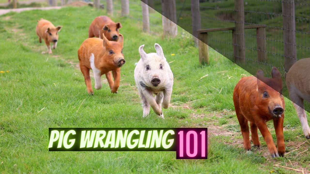 Pig Wrangling 101 - Our Kune Kune pigs need to go, but first, they must be Wrangled!