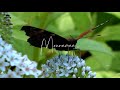 Malare Mounama Cover Lyrics Status SPB Song Status Tamil LoveSong Status 90s Hit Song Status SoloBgm