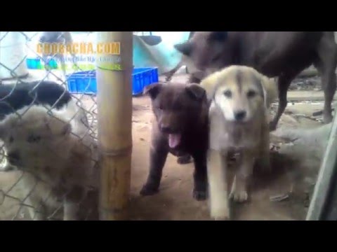 Cho Hmong Coc ban tai Trai Cho Bac Ha 11