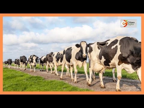 Baraza la wazee na viongozi wa kisiasa zilisafirisha fahali na zawadi zingine Bondo