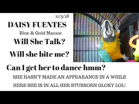 Blue & Gold Macaw Ms Daisy 11/3/18~Will she talk, dance or bite? Meet our stubborn bird ❤️ Video