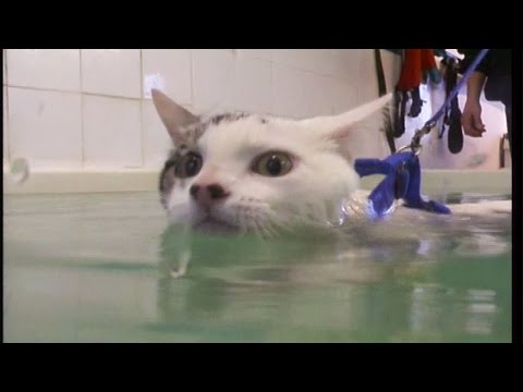 Cat goes swimming for physiotherapy to cure weak legs