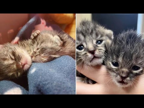 Two Rescued Brave Kittens Fight With FIP While Receiving Love And Care Of Foster Mom