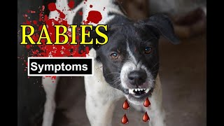 How to tell if your dog has Rabies. Symptoms of Rabies