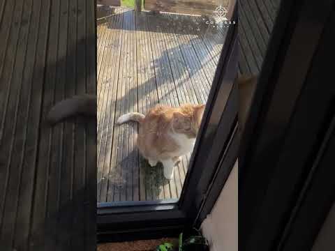 Clever Cat Fakes Paw Injury to Get Inside House