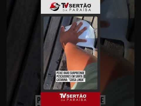 Pescaria rara: pescador fisga peixe-galo em Itajaí e devolve o animal ao mar