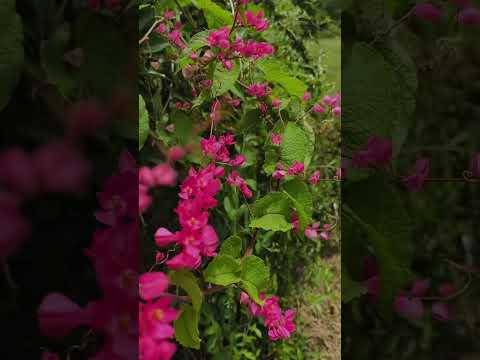 FLOW FLOWER #FlowerLovers #FloverVid