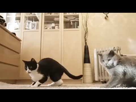 cutey cats@satyavarious #catstagram