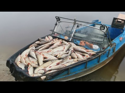 ★Суровая Рыбалка На Сплавную сеть / Добыча Сплавной Сетью!