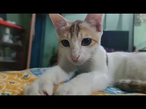 Relaxing Cat Video 4K: Playful Kittens on the Grass।। Meows & Calm Nature