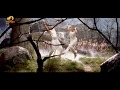 Chi Chi Chi Video Song Majaa Telugu Movie Vikram Asin Vadivelu Vidyasagar