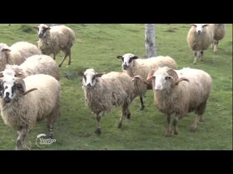 Uzgoj sjenickih ovaca u selu Gunjaci   U nasem ataru 585